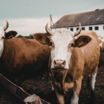 A visão de João Eustáquio De Almeida Junior sobre pecuária sustentável destaca práticas que equilibram produtividade, conservação dos recursos naturais e responsabilidade ambiental.