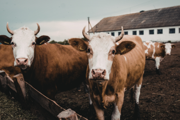 A visão de João Eustáquio De Almeida Junior sobre pecuária sustentável destaca práticas que equilibram produtividade, conservação dos recursos naturais e responsabilidade ambiental.