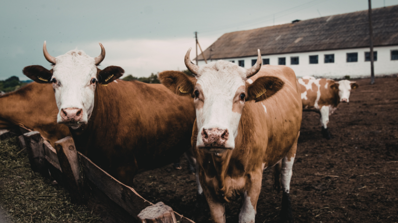 A visão de João Eustáquio De Almeida Junior sobre pecuária sustentável destaca práticas que equilibram produtividade, conservação dos recursos naturais e responsabilidade ambiental.