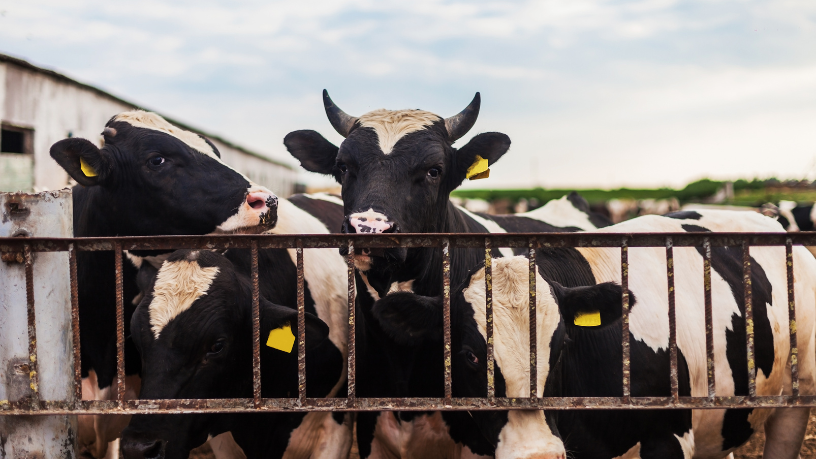 Na análise de João Eustáquio De Almeida Junior, a pecuária sustentável se conecta diretamente ao meio ambiente por meio de práticas produtivas e responsáveis.